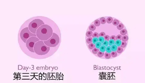 试管婴儿移植囊胚等级会影响胎儿的智力和健康吗