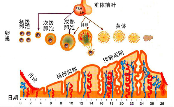 做试管子宫内膜的厚度多少才达标？